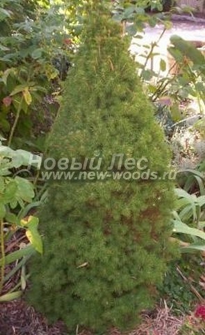 ������� �������� ��� ����� ������ (��� ��������� ������, Picea glauca 'Conica') - ���� 404 - ���������� �������� ������ ��� ��������� ������ ����� ������� ���������� � ��� ������� �� ��������� ������� �������