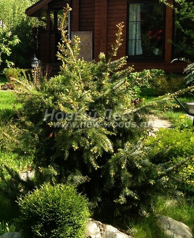 ������� �������� ��� �������� (Picea omorika) - ���� 401 - ������� ������ ��� �������� �� �������