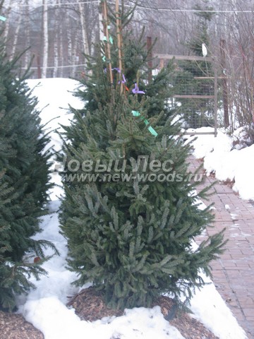 ������� �������� ��� �������� (Picea omorika) - ���� 402 - �������������� � ������� ������� ��� �������� (������ 1 - 1,5 �����, ����)
