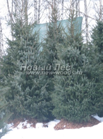 ������� �������� ��� �������� (Picea omorika) - ���� 403 - ������� ��� �������� ��� ������ ������� (������ 3 - 4 �����, �������)