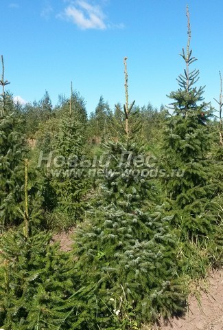 ������� �������� ��� �������� (Picea omorika) - ���� 404 - ������� ��� �������� � ���������, ��������������� ��� ������� �� �������