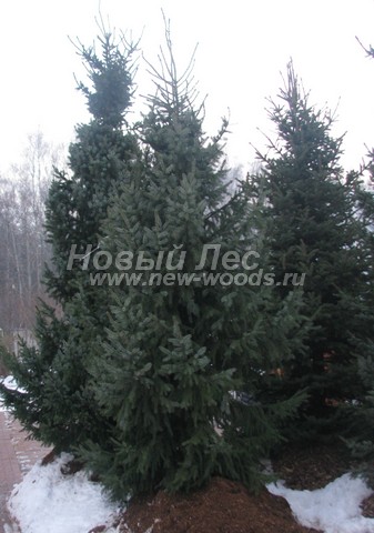 ������� �������� ��� �������� (Picea omorika) - ���� 405 - ������� ������� ��� �������� (Pices omorika), �������������� � ������� (������ 5 - 6 ������, ����, �������)