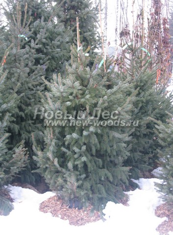 ������� �������� ��� �������� (Picea omorika) - ���� 406 - ��� �������� �� �������� �������� � ��������� (������� ������� 1,5 - 2 �����)