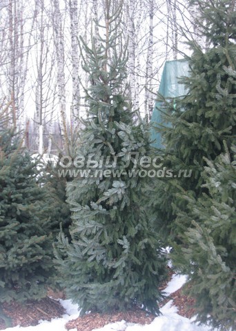 ������� �������� ��� �������� (Picea omorika) - ���� 407 - ������� ������� ��� �������� ������� 2 - 2,5 ����� � �������� ������� ��������� � ���������