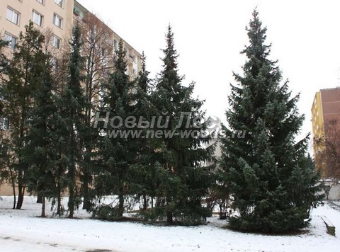 ������� �������� ��� �������� (Picea omorika) - ���� 408 - ��� ��������