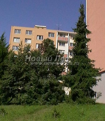 ������� �������� ��� �������� (Picea omorika) - ���� 409 - ��� ��������