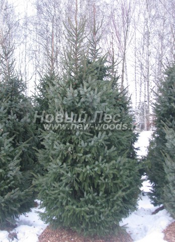 ������� �������� ��� �������� (Picea omorika) - ���� 410 - ������� ��� ��������, �������������� � ������ ������� � ���������