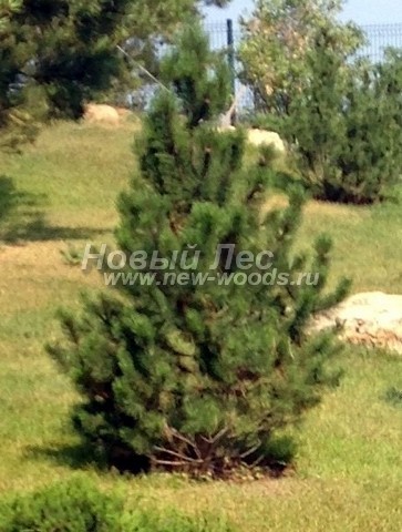������� �������� ����� ������ (Pinus mugo) - ���� 402 - ������ ����� ������ ����� ����� ������ ������� (����, ���������� �������)