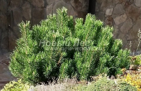     (Pinus mugo) -  403 -    ()        ( )