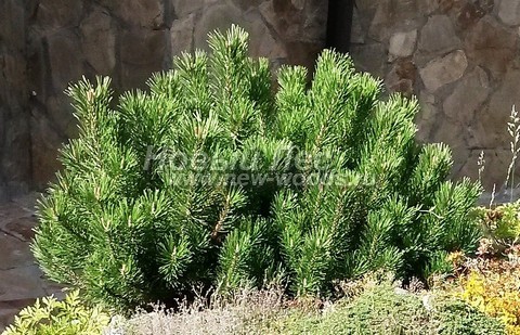 ������� �������� ����� ������ (Pinus mugo) - ���� 403 - ������������������ ����� ������ (���������) �� ���������� ����� ����� ����� �������� ���� (����� ������)