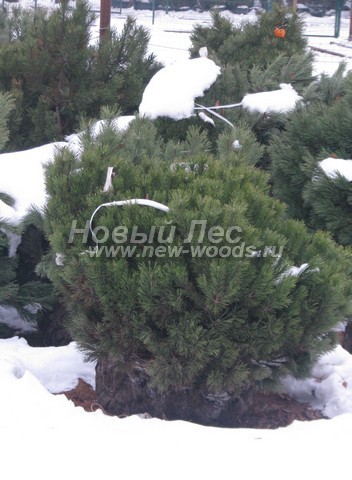 ������� �������� ����� ������ (Pinus mugo) - ���� 404 - �������������� � ������� ������� � ���������� ����� ������ (����, �������, �������� �������)