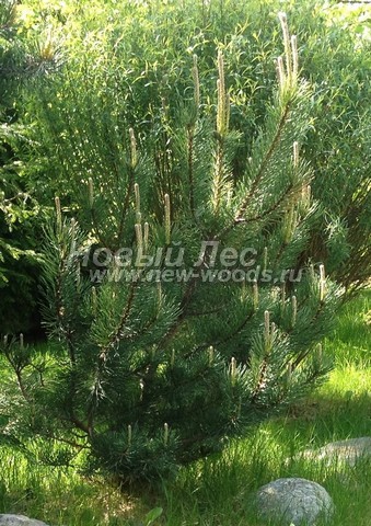 ������� �������� ����� ������ (Pinus mugo) - ���� 405 - ������ ����� ������ (�������� ��������, ���, �����������)