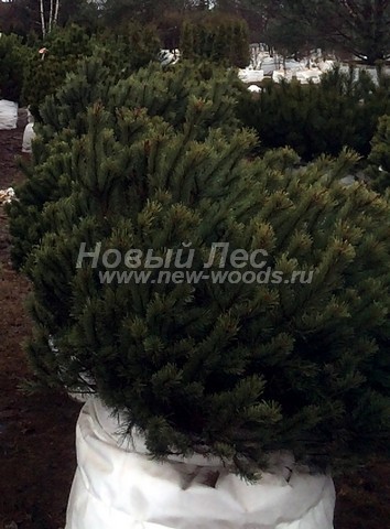 ������� �������� ����� ������ (Pinus mugo) - ���� 406 - ������� ��������� ����� ������ (������������� �����), ��������� ��� ������� �� ������� � ������ ���������� ����������