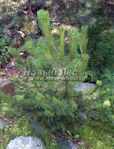 ������� �������� ����� ������ (Pinus mugo) - ���� 407 - ����� ������ - ������� ������