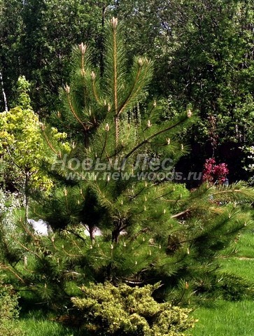 ������� �������� ����� ������ (�����������) (Pinus nigra) - ���� 401 - ������� ������ ����� ������ ����������� � ������ ������� ������������ ������� (���������� �������, ������������� �����)