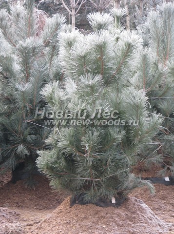������� �������� ����� ������ (�����������) (Pinus nigra) - ���� 402 - ������� ����� ������ (Pinus nigra), �������������� ��� ������ ������� �� �������� ��������� ������� (�������� �������)