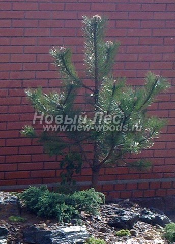 ������� �������� ����� ������ (�����������) (Pinus nigra) - ���� 403 - ������ ����� ������, ���������� �� ������� ����� ����������� ���� � ���� ���������� ����� (����� ������)