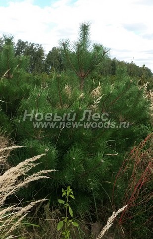 ������� �������� ����� ������ (�����������) (Pinus nigra) - ���� 404 - ����� ������ ����������� - �������, ������������ � ���� ������� �������� � ��������� (�������� �������, ����������� �����)