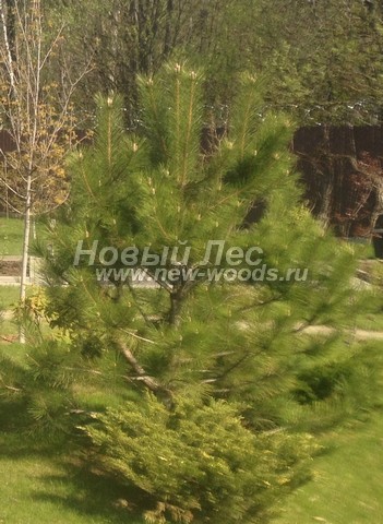 ������� �������� ����� ������ (�����������) (Pinus nigra) - ���� 405 - ������� ����� ������ ����������� - ������ � ����������� ���������� ������������ ������� (�����������)