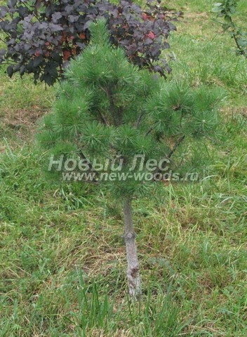������� �������� ����� ������ (�����������) (Pinus nigra) - ���� 406 - ����� ������ - ������� ������ ����������� ��� ���������� �������� � ������ (������)