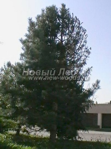 ������� �������� ����� ������ (�����������) (Pinus nigra) - ���� 407 - �������� ������ ����� ������, �������� � ��������� �����