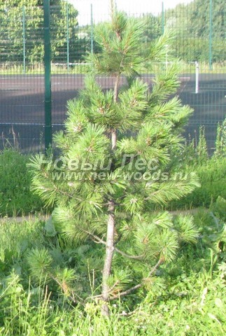 ������� �������� ����� ��������� �������� (���� ���������) (Pinus sibirica) - ���� 401 - ������� ������ ��������� ���� - ���������� ����� ���������� �������� � �����������
