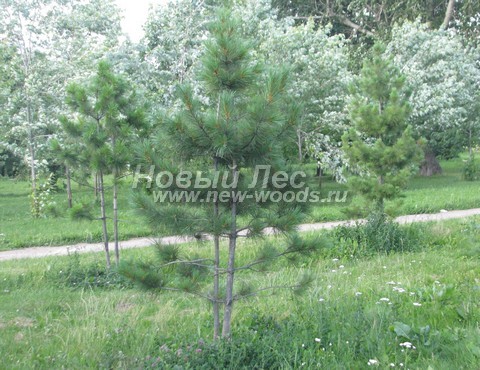 ������� �������� ����� ��������� �������� (���� ���������) (Pinus sibirica) - ���� 402 - ������� ����� ��������� ��������, ���������� � ����� �� ������ ������ (����, ����)