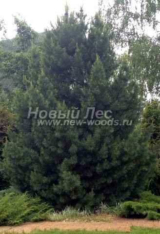 ������� �������� ����� ��������� �������� (���� ���������) (Pinus sibirica) - ���� 403 - ������������ ������ ��������� ���� (Pinus sibirica) - ������� ����������� � ������ ���������� ������� � ����������� ���� (���������� �������)