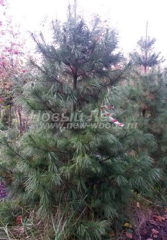 ������� �������� ����� ��������� �������� (���� ���������) (Pinus sibirica) - ���� 404 - ��� ������� � ����������� ������� ������ � ��������� ����������� ������ ��� �������������, ��������� ���� ������� ���������� ������