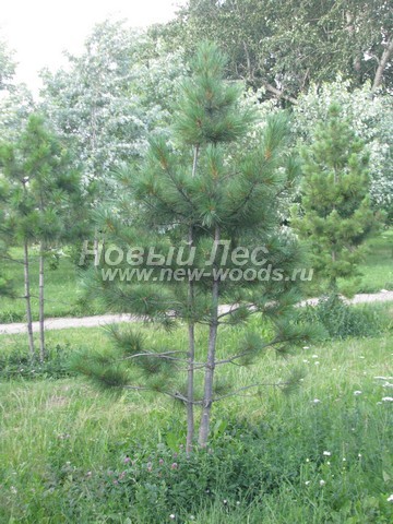 ������� �������� ����� ��������� �������� (���� ���������) (Pinus sibirica) - ���� 405 - ������ ����� ��������� �������� - ���� �� ���������� � �������������� ��������� ��������