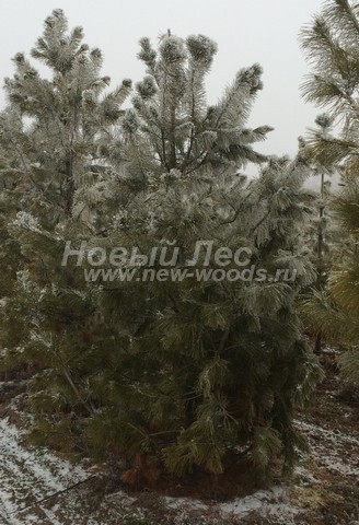 ������� �������� ����� ��������� �������� (���� ���������) (Pinus sibirica) - ���� 406 - ���� ������� ��������� ������ � ��������� - ������� ������ � ���� ����� ������� ������ (�������, �������� �������)