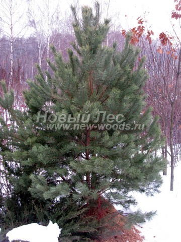 ������� �������� ����� ������������ (Pinus sylvestris) - ���� 401 - �������������� ��� ������� ������� ������ ����� ������������ (Pinus sylvestris) - ������� ����� ���������� ��������� � ��������� ������ ��������� ������� (������ 2 �����)