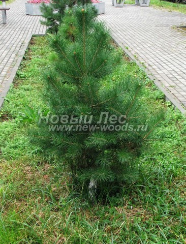������� �������� ����� ������������ (Pinus sylvestris) - ���� 402 - ������� ����� � ���������� � ����� �� ��������� ������� (������, ������ 80 ��)