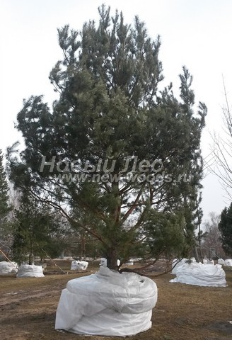 ������� �������� ����� ������������ (Pinus sylvestris) - ���� 405 - ������ ����� ������������, �������������� � ������� �� ������� � ����������� ������ ���������� ������� (������ 5 ������)