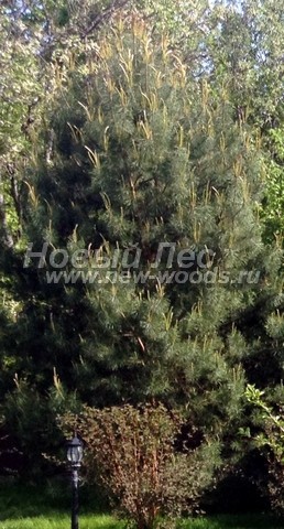 ������� �������� ����� ������������ (Pinus sylvestris) - ���� 406 - ����� ������������, ������ 4,5 ����� - ������� ����������� ��� ���������� ������� ������������ ������� � �������������� ������ ������� �������