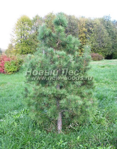 ������� �������� ����� ������������ (Pinus sylvestris) - ���� 407 - ������� ������ ����� ������������ ���������� �� ������ � ��������� ����� (���� �� ������� ���������� �������, ������ 1 � 75 ��)