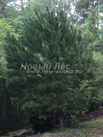 ������� �������� ����� ������������ (Pinus sylvestris) - ���� 409 - ������ �����, ���������� �� ������� � ������������ ������ ��������� ������� (������ 3 �����)