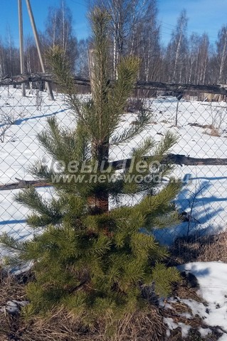 ������� �������� ����� ������������ (Pinus sylvestris) - ���� 410 - ����� ������������ (������� ������ ������� 2 �����) - ������� �������� ������������ �� ��������� ����� ������� � ��������� ������ ��������� �������