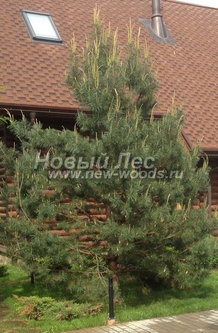������� �������� ����� ������������ (Pinus sylvestris) - ���� 411 - ������� ������ ����� ������������ ����� ����������� ���� (���������� �����, ���������� �������, ������ 4 �����)