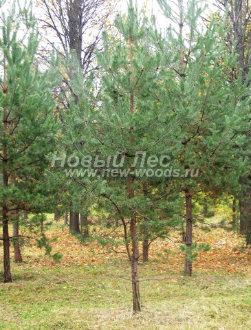 ������� �������� ����� ������������ (Pinus sylvestris) - ���� 412 - ������������ ����� � ��������� ������� �������� (�������� �������, ����������� �����)