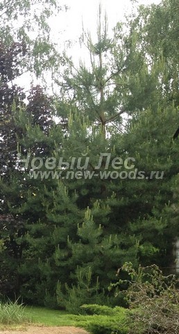 ������� �������� ����� ������������ (Pinus sylvestris) - ���� 413 - ����������� ������, ����������� ��� ������� �������, ������� ������� ������������ ����� �� ��������� (������ 6 ������, ������������� �����, ���������� �������)