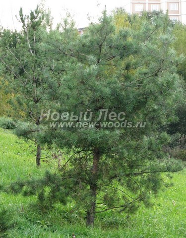 ������� �������� ����� ������������ (Pinus sylvestris) - ���� 414 - ����� ������������, ���������� �� ������ � ����� �� ��������� ������ � ���������� �������