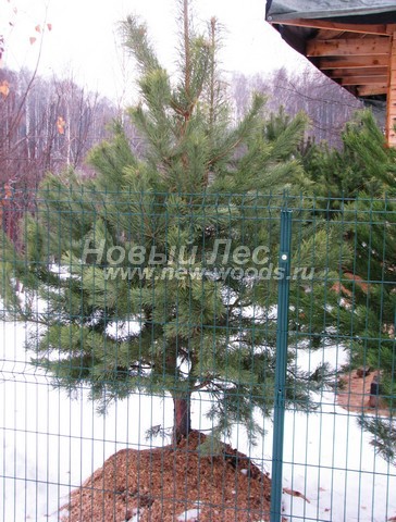 ������� �������� ����� ������������ (Pinus sylvestris) - ���� 415 - ����� ������������, ������������ �� ������� ��� ������� � ������-����������� ������ (����������� ����� ���������� �������)