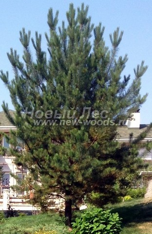 ������� �������� ����� ������������ (Pinus sylvestris) - ���� 416 - ������������ ������ ����� ������������, ���������� ����� � ������������� ������, ����� ��������� ���� ������ (������ 8 ������, ���������� �������)