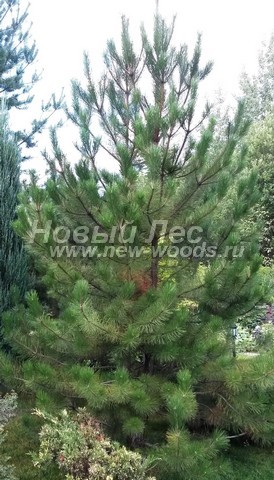 ������� �������� ����� ������������ (Pinus sylvestris) - ���� 417 - ����� ������������, ���������� ������ � ������� ������������� ���������� �� ������� ������������ ������� (��������� �����, ���������� �������)