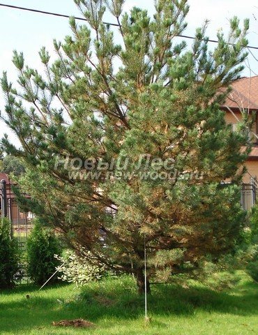 ������� �������� ����� ������������ (Pinus sylvestris) - ���� 418 - ���������� ������ � ���������� ������ - ������� ������� �������� ��� ���������� ���������� ���������� ������������� �����