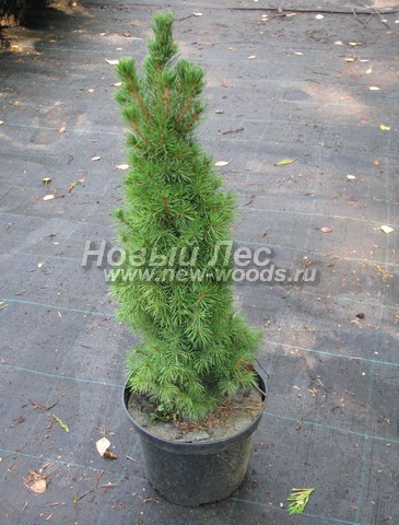     (    , Picea glauca 'Conica') -  501 -    (Picea glauca 'Conica')   -    ( - 50-60, : 3 )