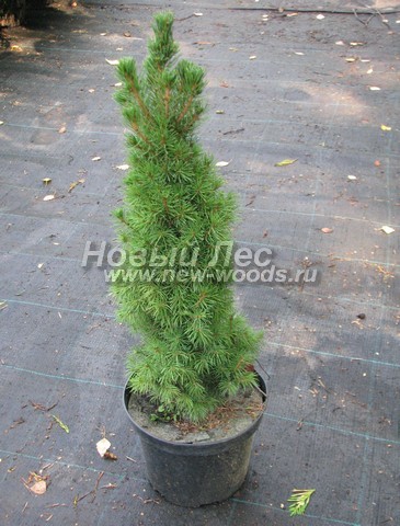 ������� ��� ����� ������ (���������� �������� ��� ��������� ������, Picea glauca 'Conica') - ���� 501 - ��� ����� ������ (Picea glauca 'Conica') � ���������� - ������� ������� ����� (������ - 50-60��, �����: 3 �����)