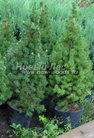������� ��� ����� ������ (���������� �������� ��� ��������� ������, Picea glauca 'Conica') - ���� 502 - ������������ ������� ��� ��������� ������ �� �������� �������� ��������� - ����, ������ (���������� 5�, ������ 80-90��)