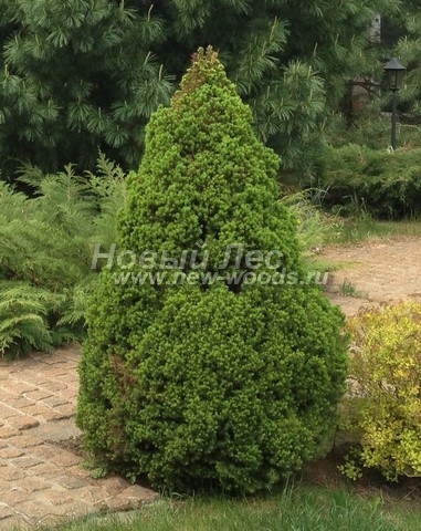 ������� ��� ����� ������ (���������� �������� ��� ��������� ������, Picea glauca 'Conica') - ���� 503 - ��� ������, ���������� �� ������� � ��������� (������������ ���������� �������� - ������ �� 1 �����)